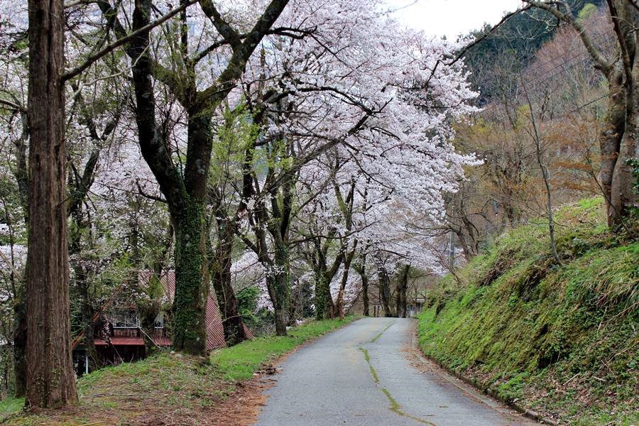 從合掌之里走向菅沼聚落的途中也是滿開的櫻花風景