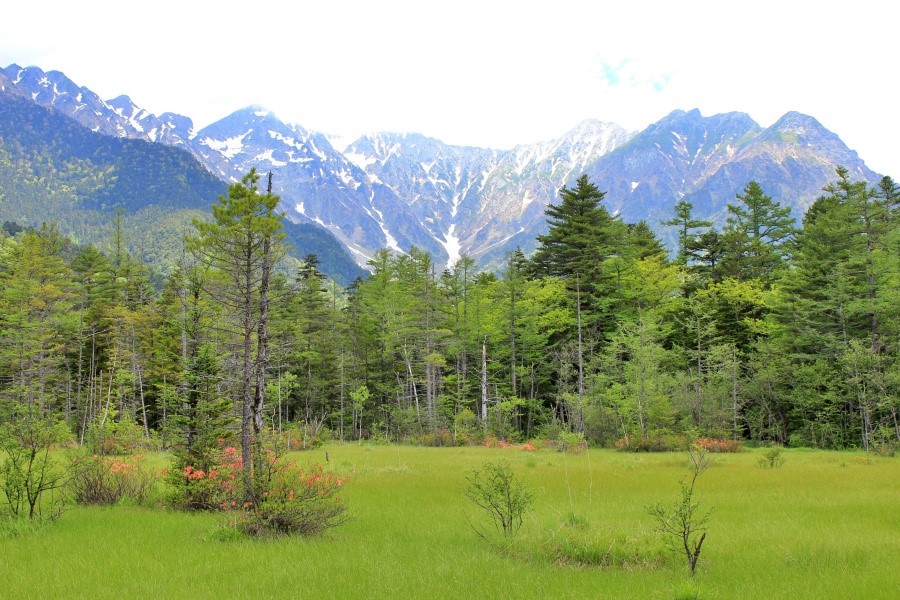 穿過樹林來到田代濕原，遠方的穗高連峰和濕原相映的景色很是夢幻