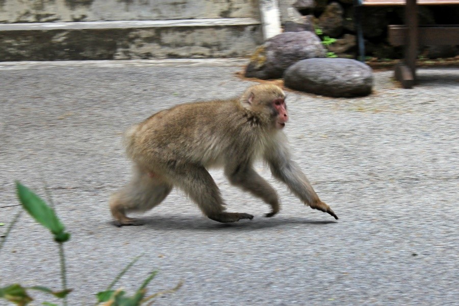 對我的午餐並不感興趣的猴子先生※禁止餵食野生動物喔~