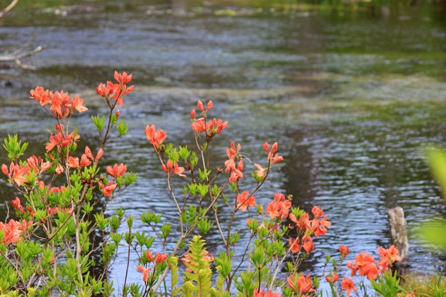 岳澤濕原上美麗的蓮華躑躅，得知是有毒花朵以後感覺更是妖豔