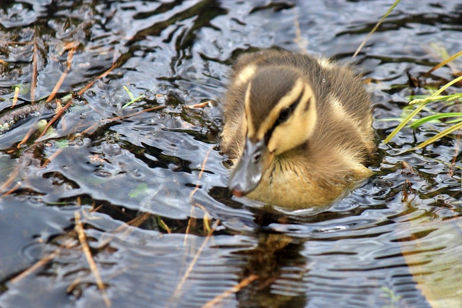在池水中悠游自在的綠頭鴨雛鳥，可愛的模樣看了好讓人放鬆