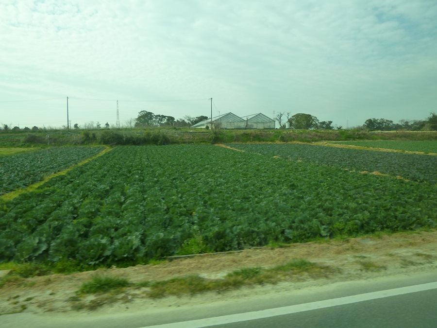 沿路都是大片大片的高麗菜田。