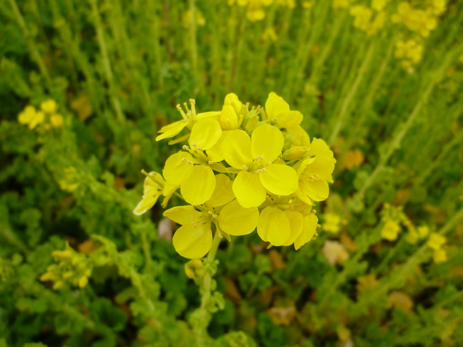 小小的花朵組合起來變成一大片花海。