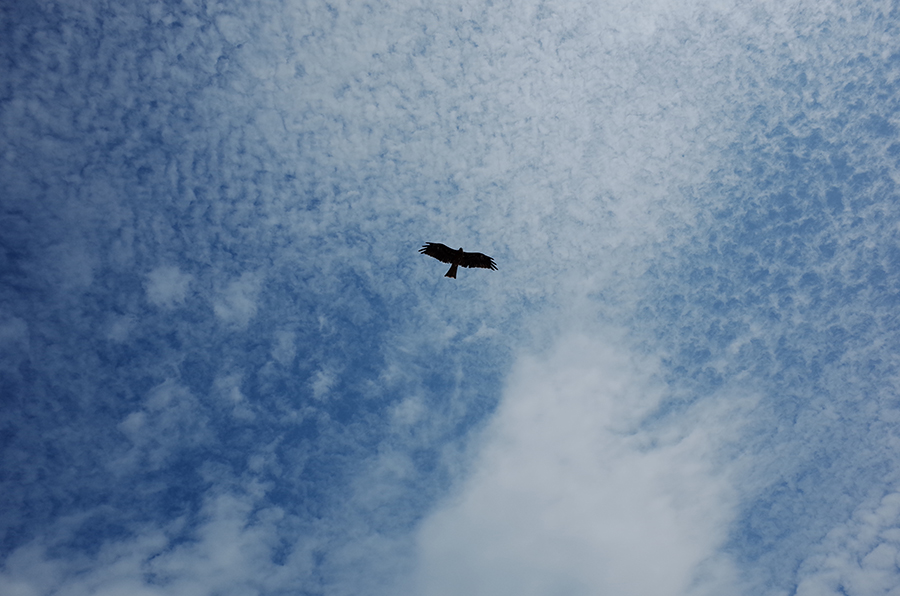 翱翔於藍天白雲的老鷹。