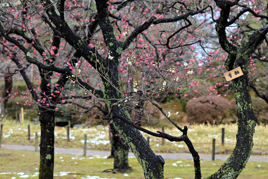 約200株梅花樹在3月滿開後，想必會是非常浪漫壯觀的景色
