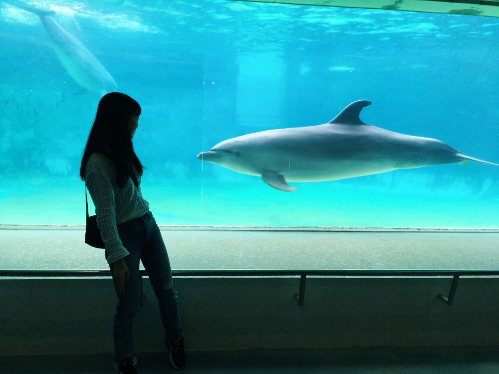 海豚室內館內可以清楚的看見海豚在水中玩樂的身影。