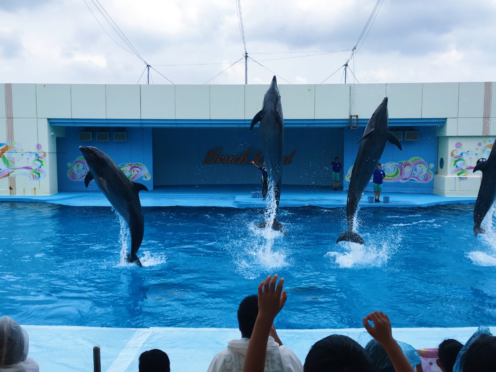 海豚開場秀真的很驚為天人，尤其對坐在鄰近水池旁特別席的觀眾們(特別席需額外付費300日幣)，不買雨衣來擋水的話真的會濕透全身。