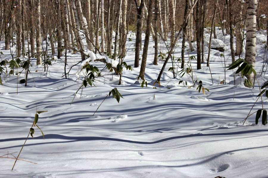森林中在雪地上的光影交織，讓人聯想起日本庭園的枯山水