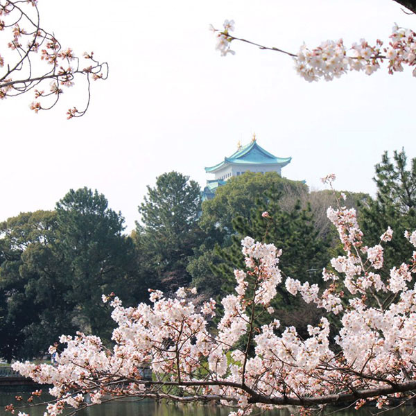 櫻花爛漫!春遊名城公園