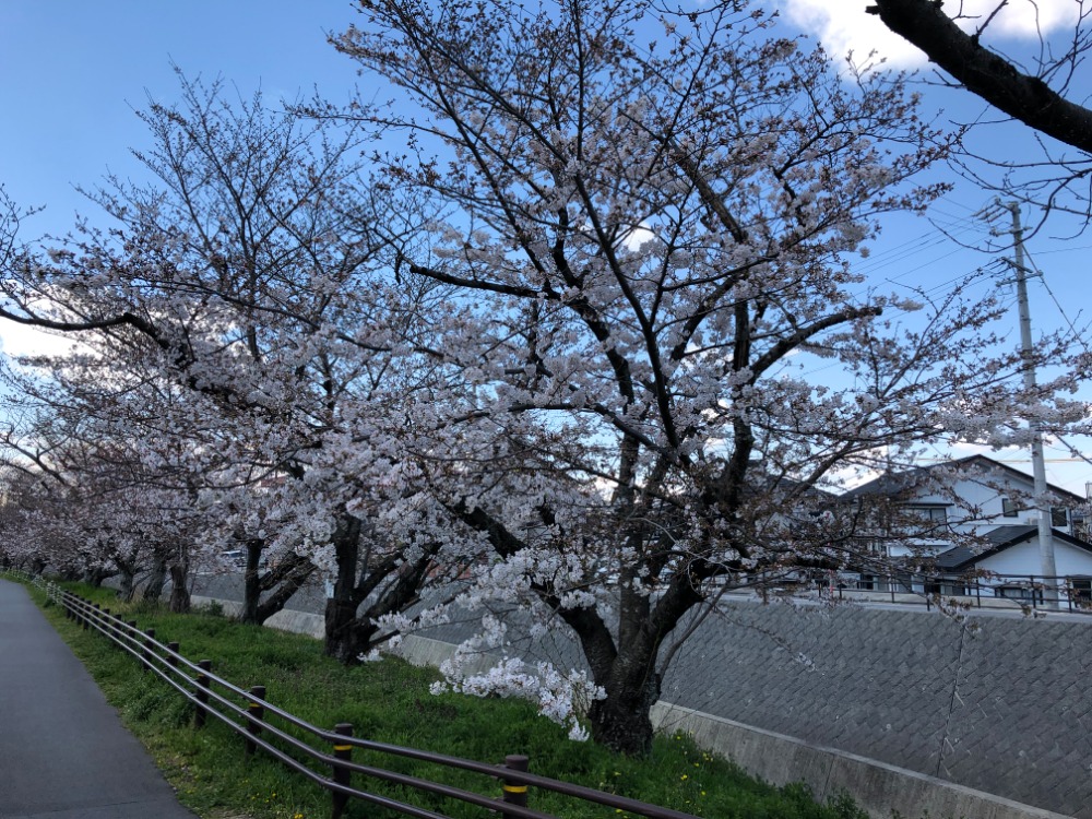 前往神社途中已經可以看見櫻花