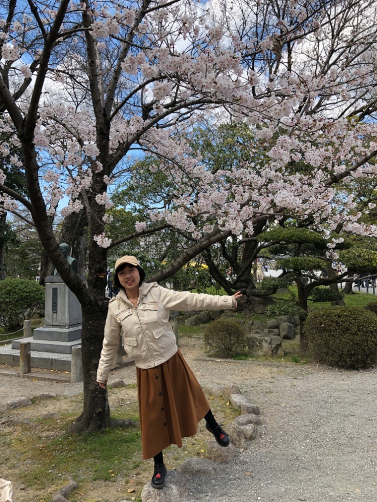 岡崎公園內的櫻花