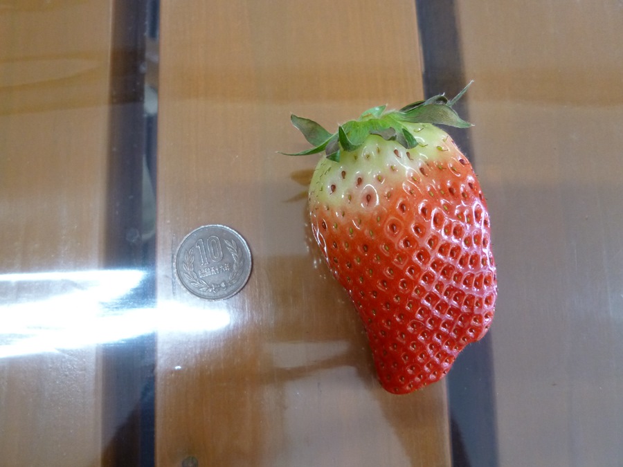 小草莓好大顆！