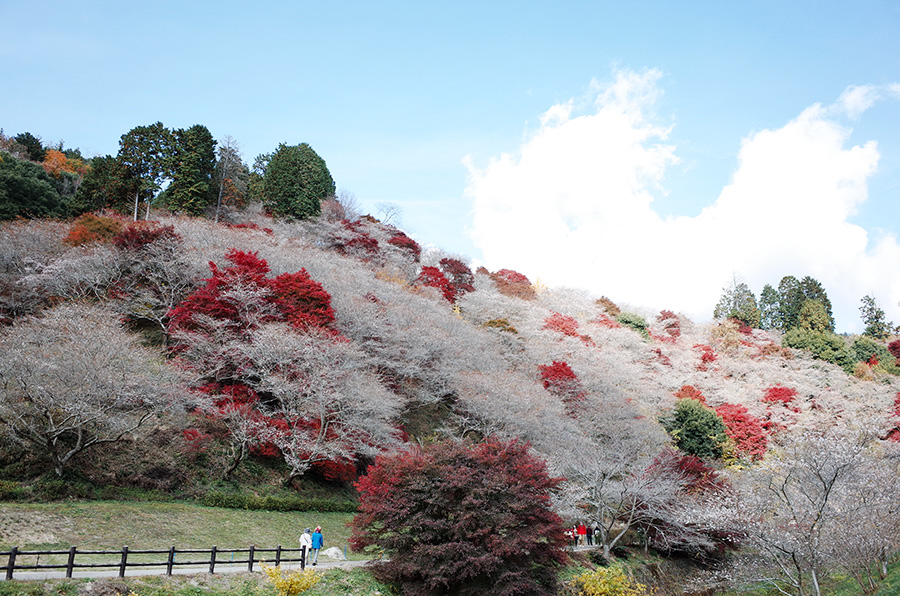 四季櫻涵蓋了整個小山丘，一片淡粉之中偶有艷紅穿插其中