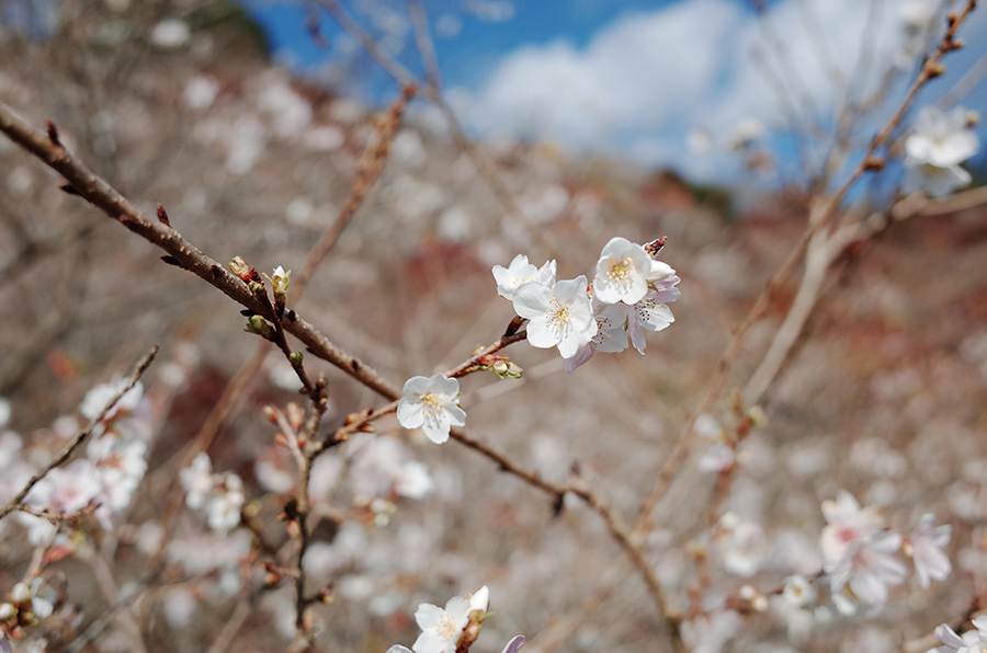 有別於春櫻的花團錦簇，四季櫻又有寒櫻之稱，氣質脫俗傲骨