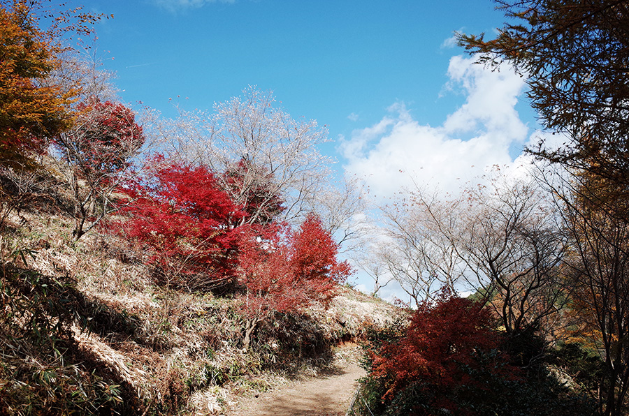 秋高氣爽的好天氣，楓紅顯得特別鮮豔