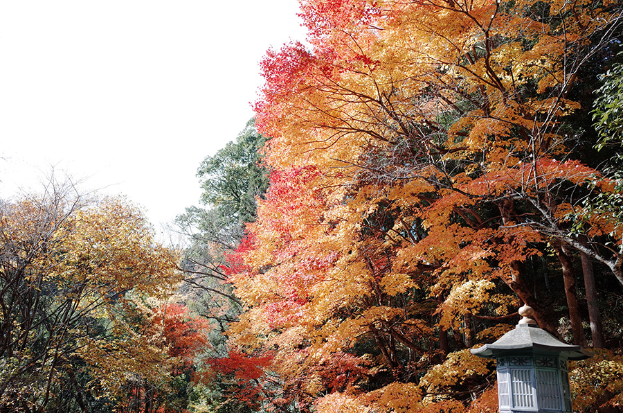 黃橘紅的漸層楓葉真的很美