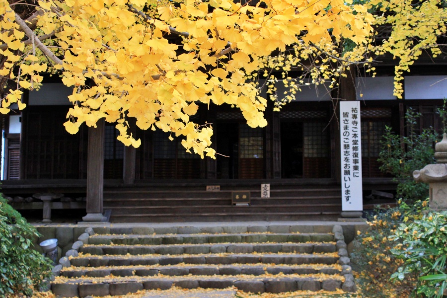 老銀杏樹和寺廟的氛圍讓人覺得很和諧