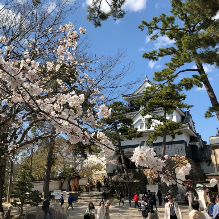 櫻花盛開的岡崎之旅，德川家康的誕生地