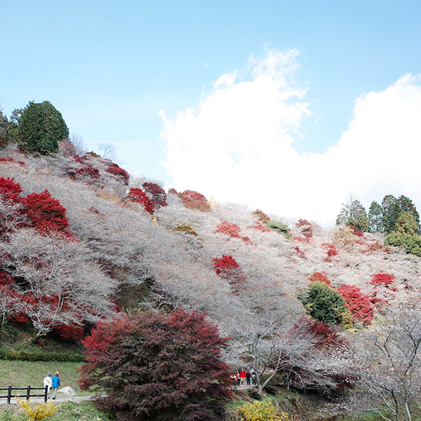 櫻花和紅葉同場爭艷──小原四季櫻