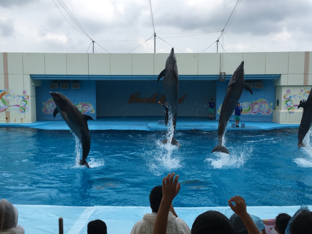 Sea lion and dolphin show.