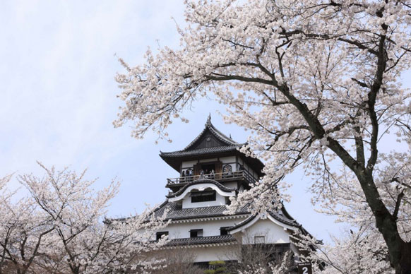 Inuyama Castle sakura