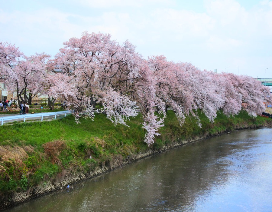 Gojo River and cherry blossoms
