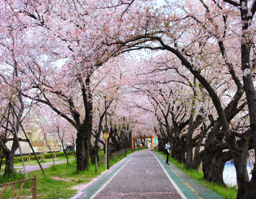 River side Cherry blossoms