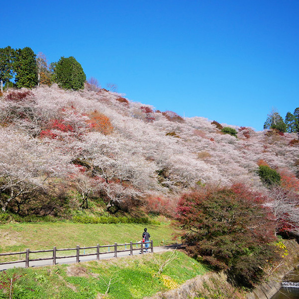 Obara Shikizakura - Cherry blossoms and autumn leaves