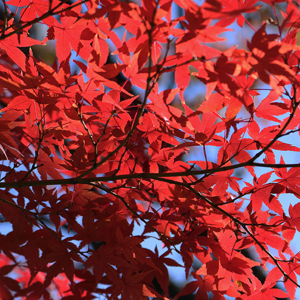 The Autumn Colors of Inuyama