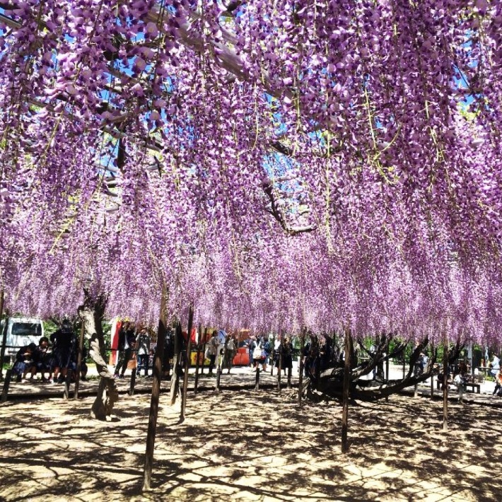 Wisteria: the purple hanging flower next to Okazaki castle.