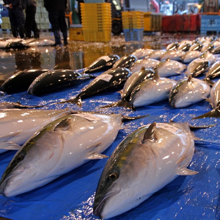 Toyama Fresh Seafood