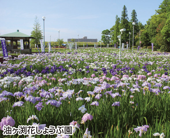 土日開催 ゴール大会 夏の風情を感じる碧南油ヶ渕花しょうぶまつりコース ハイキング 巡拝 名古屋鉄道