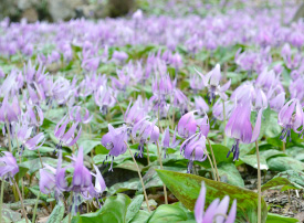 鳩吹山（可児川下流域自然公園）