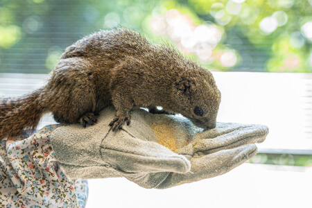 ぎふ金華山ロープウェーの写真